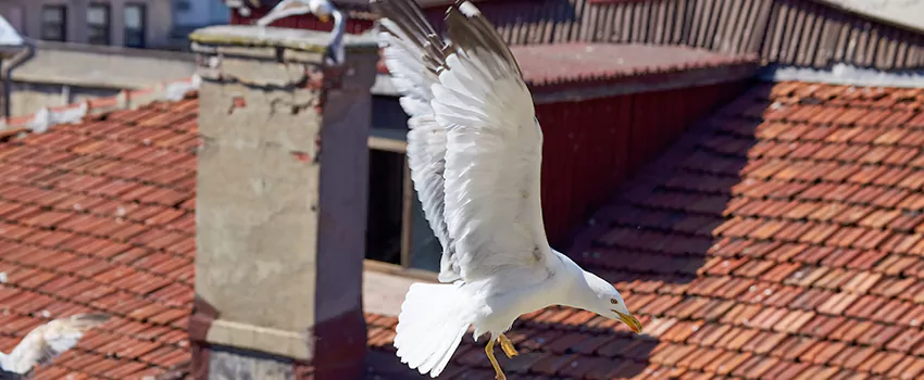 Residential Chimney Animal Removal Solution in Coos Bay, OR