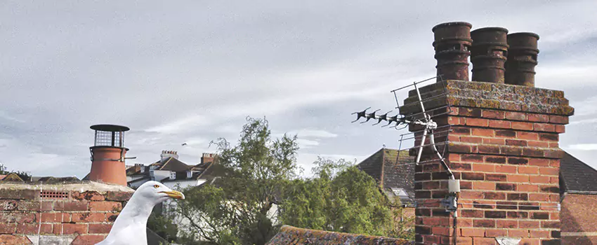 Chimney Cleaning And Restoration in Coos Bay, Oregon
